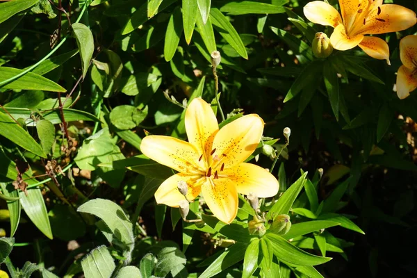 Lys Orange Clair Fleurissent Juin Dans Jardin Lilium Vrai Lis — Photo