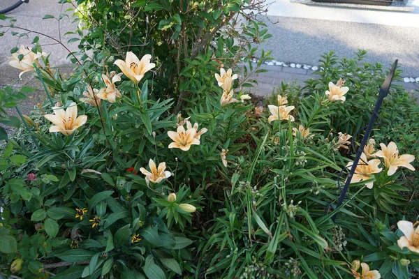 Jasnopomarańczowe Lilie Kwitną Czerwcu Ogrodzie Lilium Prawdziwe Lilie Rodzaj Roślin — Zdjęcie stockowe