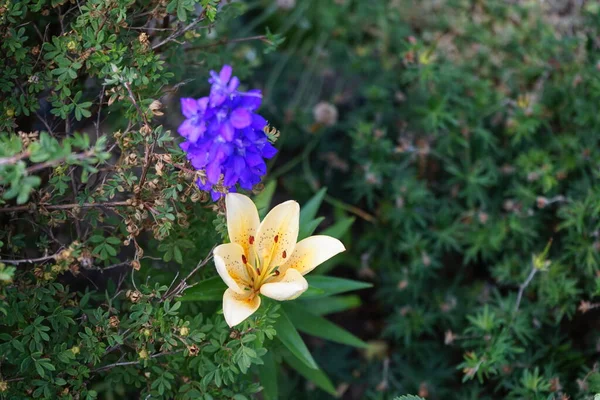 園内には薄橙色のリリウムアジアと青のデルフィニウムのコンソリダが6月に咲きます 真のユリは 球根から成長する草本の開花植物の属であり すべてが大きな目立つ花です ドイツ ベルリン — ストック写真