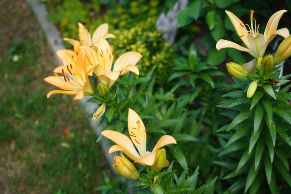 Los Lirios Color Naranja Claro Florecen Junio Jardín Lilium Lirios — Foto de Stock