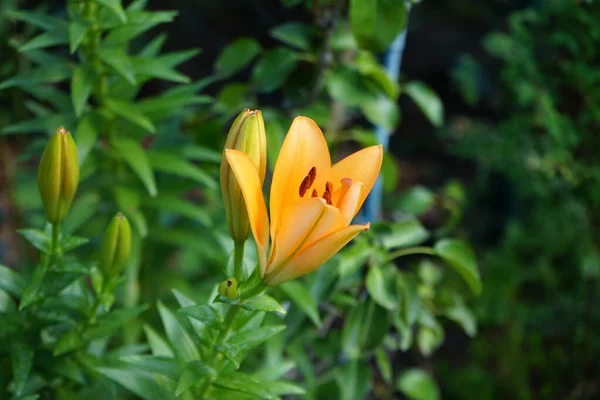 Světle Oranžové Lilie Kvetou Červnu Zahradě Lilium Pravé Lilie Rod — Stock fotografie