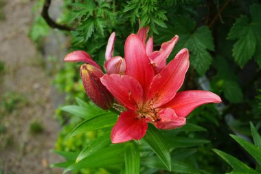 Asyalı melez zambak çiçekleri pembe-kırmızı zambak, Lilium Asyalı, Haziran ayında bahçede çiçek açar. Lilium, otçul çiçekli bir bitki cinsidir ve hepsinde de büyük belirgin çiçekler bulunur. Berlin, Almanya