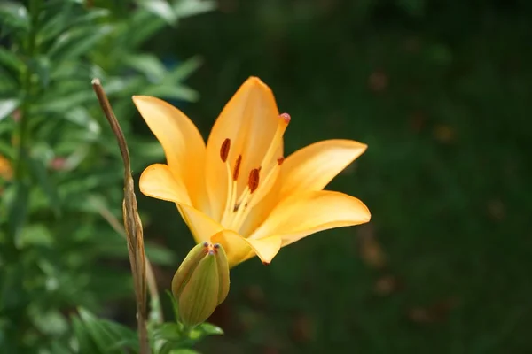 Helle Orange Lilien Blühen Juni Garten Lilium Echte Lilien Ist — Stockfoto
