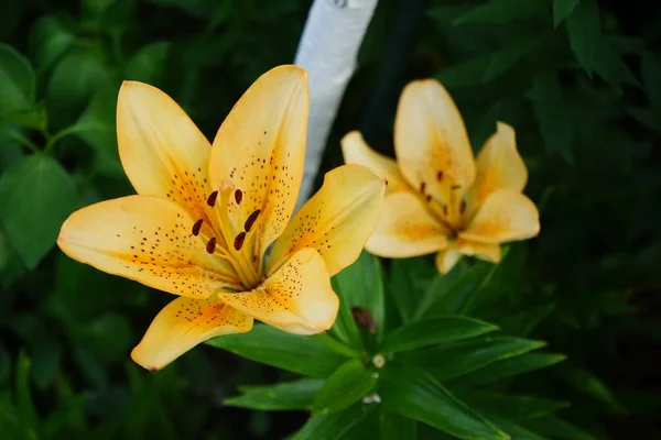 Lys Orange Clair Fleurissent Juin Dans Jardin Lilium Vrai Lis — Photo