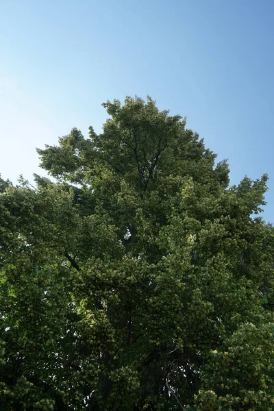 월에는 틸리아 나무가 피운다 틸리아 Tilia Linden Basswood 틸리아 속하는 — 스톡 사진