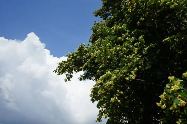 Der Tilia Baum Blüht Juni Tilia Linde Buchsbaum Linde Ist — Stockfoto
