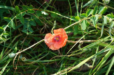 Papaver dubium Haziran ayında bahçede çiçek açar. Papaver dubium, gelincikgiller (Felidae) familyasından bir gelincik türü. Berlin, Almanya