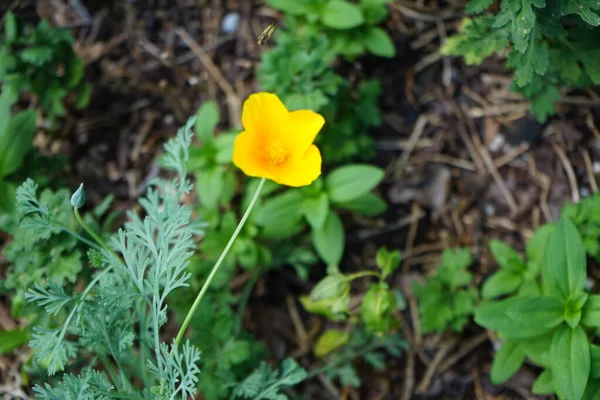 蜂は6月にエスカルツィア カリフォルニアの花を飛び越える エスカルシア カリフォルニア カリフォルニア 黄金のケシ カリフォルニア州の日光や金のカップは 科Papaveraceaeの開花植物の種です ドイツ ベルリン — ストック写真