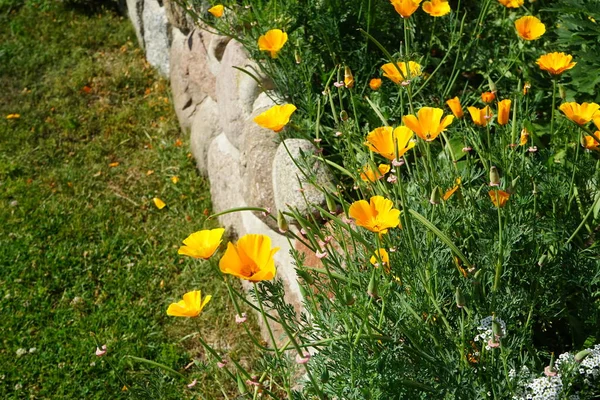 월에는 Eschscholtzia Californica 캘리포니아 양귀비 California Poppy 양귀비 Golden Poppy — 스톡 사진