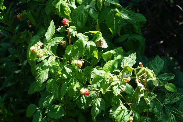Bacche Lampone Rosso Schoenemann Maturano Nel Giardino Giugno Rubus Idaeus — Foto Stock