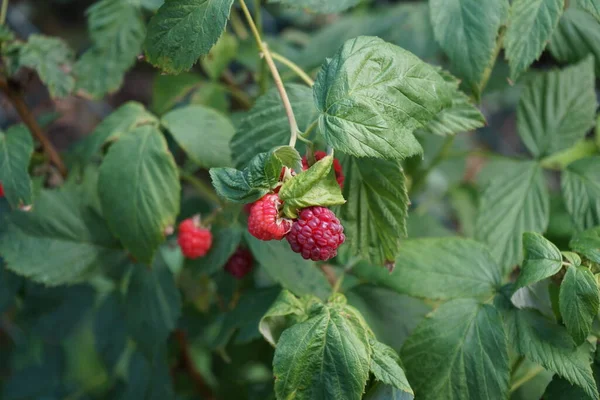 Bagas Framboesa Vermelha Schoenemann Amadurecem Jardim Junho Rubus Idaeus Uma — Fotografia de Stock
