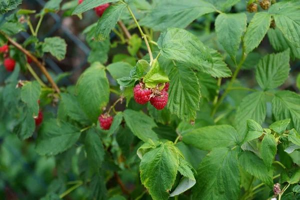 Bacche Lampone Rosso Schoenemann Maturano Nel Giardino Giugno Rubus Idaeus — Foto Stock