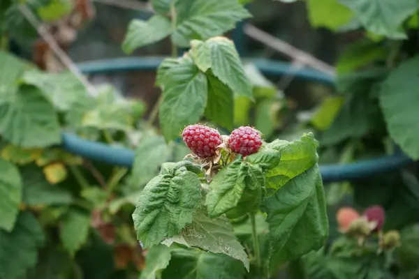 Bobule Columnara Tayberryho Buckinghama Dozrávají Zahradě Červnu Tayberry Rubus Fruticosus — Stock fotografie