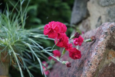 Karanfiller, taş bir çitin üzerindeki saksıda çift pembe çiçeklerle çiçek açarlar. Dianthus caryophyllus, Caryophyllaceae familyasından bir karanfil türüdür. Berlin, Almanya 