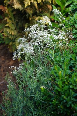 Gypìila haziran ayında beyaz çiçeklerle panikler. Gypúila paniculata, Caryophyllaceae familyasından bir çicek türü. Berlin, Almanya 