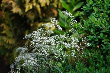 Gypìila haziran ayında beyaz çiçeklerle panikler. Gypúila paniculata, Caryophyllaceae familyasından bir çicek türü. Berlin, Almanya 