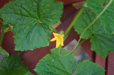 Salatalık haziran ayında bir tencerede sarı çiçeklerle çiçek açar. Salatalık, salatalık sativus, Cucurbitaceae familyasından yaygın olarak yetiştirilmiş bir sarmaşık bitkisidir. Berlin, Almanya 