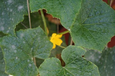 Salatalık haziran ayında bir tencerede sarı çiçeklerle çiçek açar. Salatalık, salatalık sativus, Cucurbitaceae familyasından yaygın olarak yetiştirilmiş bir sarmaşık bitkisidir. Berlin, Almanya 
