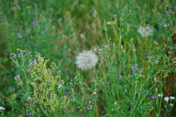 牧草地の花メディカゴ サティバ タラクサム オフィナーレなどが6月に牧草地で咲きます Alfalfa Medicago Sativa Lucerne はマメ科ファブ科の多年草の開花植物です ドイツ — ストック写真