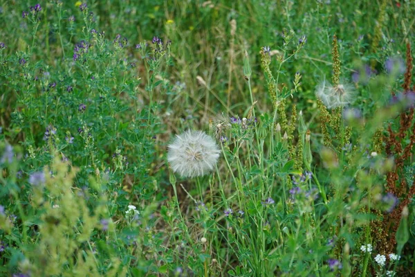 タンポポの花の種子は6月にあります タンポポまたは一般的なタンポポであるTaraxacum Officinaleは デイジー科の草本多年草の開花植物です ドイツ ベルリン — ストック写真