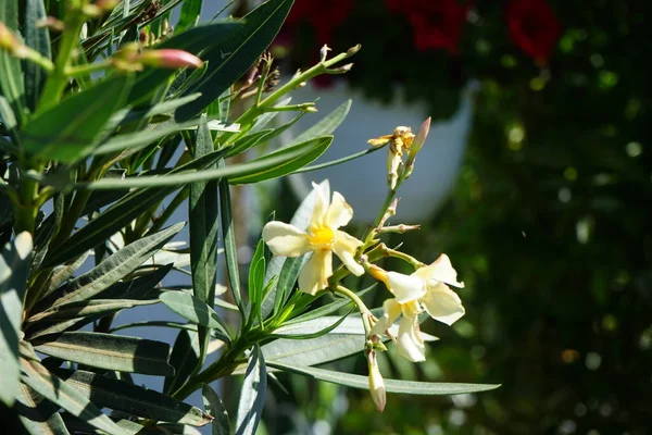Nerium Oleander Blüht Juni Einem Topf Nerium Oleander Oleander Oder — Stockfoto