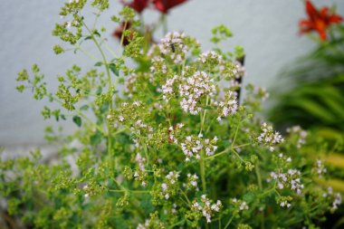 Vahşi bir arı, Coelioxys aurolimbata, Haziran ayında Origanum vulgare çiçeklerinin üzerinde uçar. Oregano (Origanum vulgare), lamiaceae familyasından bir bitki türü. Berlin, Almanya