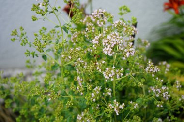 Vahşi bir arı, Coelioxys aurolimbata, Haziran ayında Origanum vulgare çiçeklerinin üzerinde uçar. Oregano (Origanum vulgare), lamiaceae familyasından bir bitki türü. Berlin, Almanya