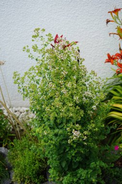 Origanum vulgare Haziran ayında Hemerocallis fulva 'nın portakal çiçeklerine karşı çiçek açar. Oregano (Origanum vulgare), lamiaceae familyasından bir bitki türü. Berlin, Almanya 