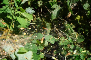 Bitki haşereleri. Ermine güvesi larvaları bitkilerin üzerinde yaygın ağlar oluşturma eğilimindedirler. Yponomeutidae familyası birkaç yüz türü olan ermin güveleri olarak bilinir. Berlin, Almanya 
