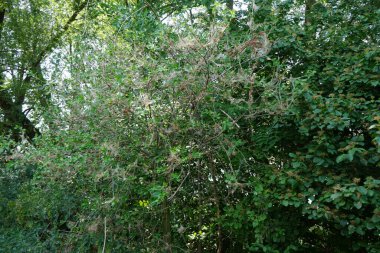 Bitki haşereleri. Ermine güvesi larvaları bitkilerin üzerinde yaygın ağlar oluşturma eğilimindedirler. Yponomeutidae familyası birkaç yüz türü olan ermin güveleri olarak bilinir. Berlin, Almanya 