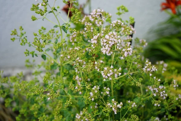 Una Abeja Silvestre Coelioxys Aurolimbata Vuela Sobre Las Flores Origanum —  Fotos de Stock
