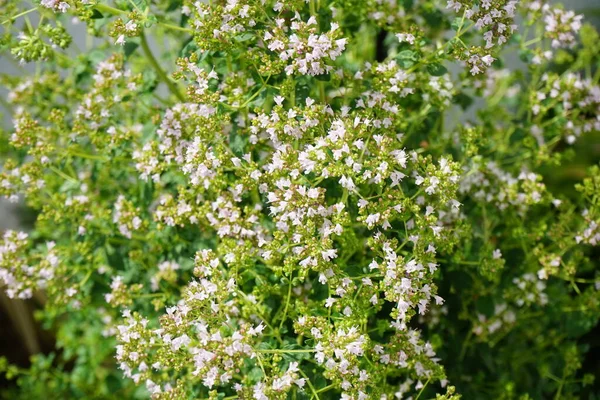 6月に集散花序を咲かせます オレガノ Oregano Origanum Valgare ミント科ラミア科の開花植物の一種です ドイツ ベルリン — ストック写真