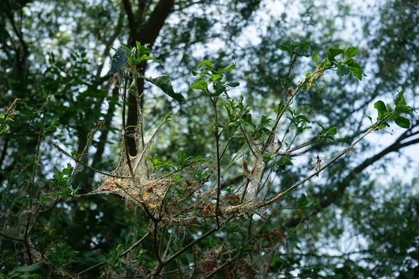 Pflanzenschädlinge Larven Der Hermelinmotte Neigen Dazu Pflanzen Gemeinsame Netze Bilden — Stockfoto
