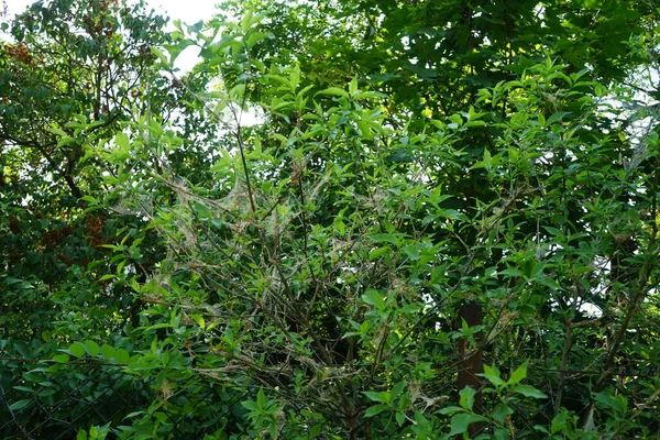 植物害虫 来自艾美娜蛾的幼虫倾向于在植物上形成共同的网 银蛾科被称为艾美菊蛾 有数百种 德国柏林 — 图库照片