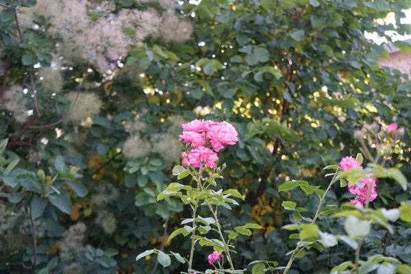 6月にコティヌス コギグリア ブッシュに対してピンク色のバラのブッシュが咲きます コティヌスCoggygriaはアナカルディア科の開花植物の一種です ドイツ ベルリン — ストック写真