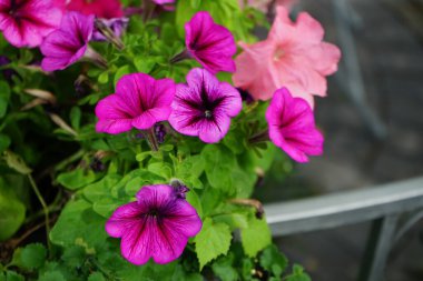 Petunya çiçekleri çardakta asılı bir saksıda çiçek açar. Petunia, Petunioideae familyasından bir cinstir. Berlin, Almanya 