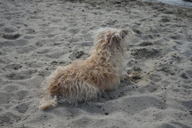 İmaj Teriyeri Glen cinsinden bir köpek sahilde oturur ve suya bakar. İmaj Teriyeri Koyu (