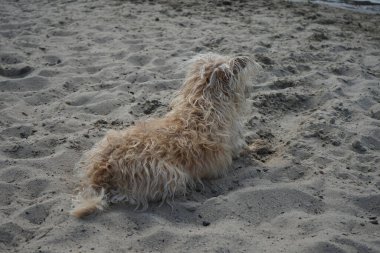 İmaj Teriyeri Glen cinsinden bir köpek sahilde oturur ve suya bakar. İmaj Teriyeri Koyu (