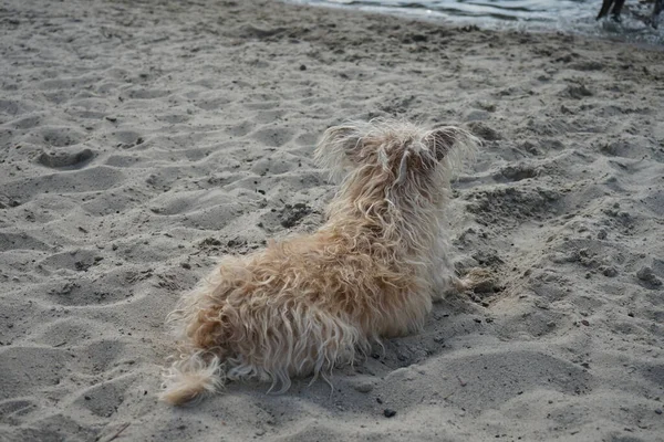 Ένας Σκύλος Της Φυλής Glen Imaal Terrier Κάθεται Στην Παραλία — Φωτογραφία Αρχείου
