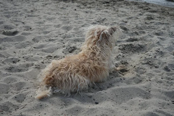 이마알 품종의 Glen 이라는 해변에 바라본다 리어의 Glen Imaal Terrier — 스톡 사진