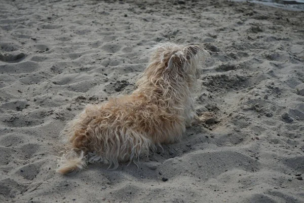 Ένας Σκύλος Της Φυλής Glen Imaal Terrier Κάθεται Στην Παραλία — Φωτογραφία Αρχείου