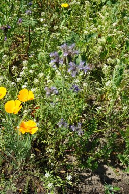 Haziran ayında bahçedeki bir çiçek tarlasında çayır çiçekleri açar. Berlin, Almanya 