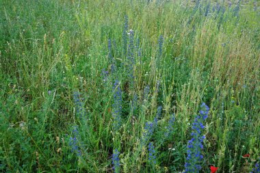 Çayır çiçekleri Haziran 'da vahşice açar. Berlin, Almanya