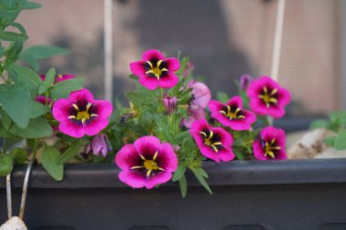 Calibrachoa kabaresi 'İyi geceler öpücüğü' haziran ayında bir çiçek kutusunda çiçek açar. Calibrachoa, Solanaceae familyasından bir bitki cinsidir. Berlin, Almanya