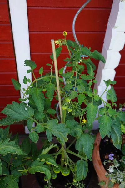 A tomato plant grows in a pot in June. The tomato is the edible berry of the plant Solanum lycopersicum, commonly known as the tomato plant. Berlin, Germany
