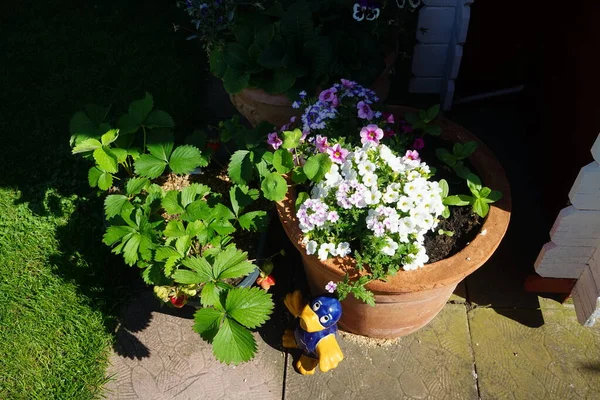 Petunia, Verbena, Viola flowers and strawberries grow in flower pots in the garden. Berlin, Germany