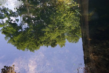 Wuhle Nehri Haziran ayında köprünün altından akar. Berlin, Almanya 