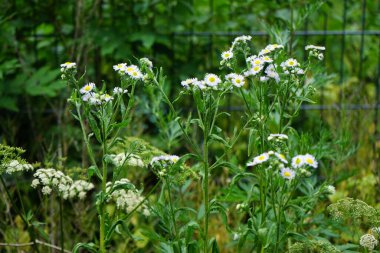 Erigeron Annuus Haziran 'da çiçek açar. Erigeron Annuus (eski adıyla Aster Annuus), papatya pireli, papatya veya papatya pireli otçul bir bitki türüdür. Berlin, Almanya