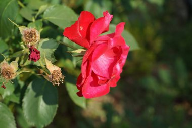 Tırmanan kırmızı çiçekli gül Haziran 'da bahçede çiçek açar. Rose, Rosaceae familyasından, Rosa cinsine ait uzun ömürlü bir çiçek bitkisidir. Berlin, Almanya 