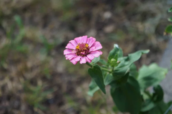 Rosa Púrpura Zinnia Flor Floresce Junho Jardim Zinnia Género Botânico — Fotografia de Stock